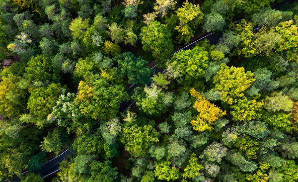 Riforestazione ecommerce green07
